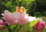 Stacks Image p29607_n183