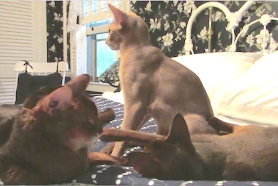 3_kitties