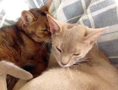 buddies